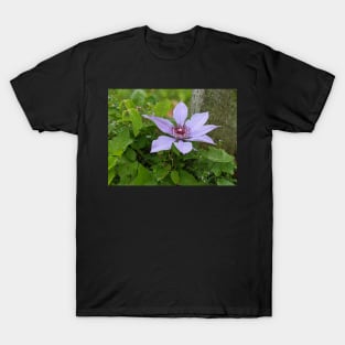 Lavender Flower 2 T-Shirt